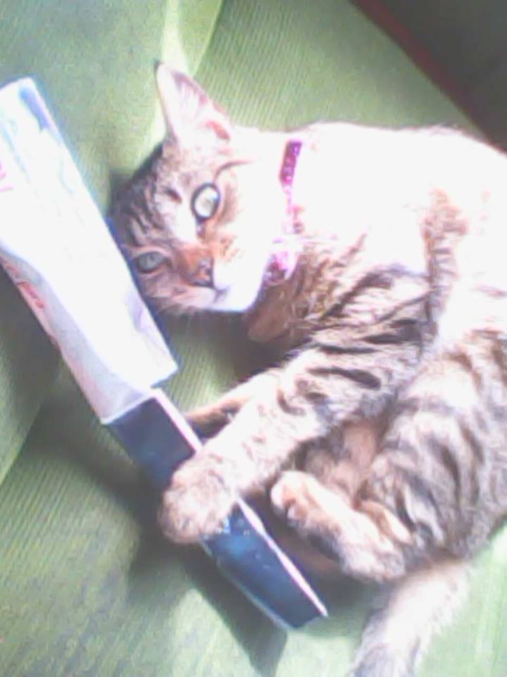 Nomi Di Gatti 1000 Nomi Per Chiamare Il Tuo Gatto