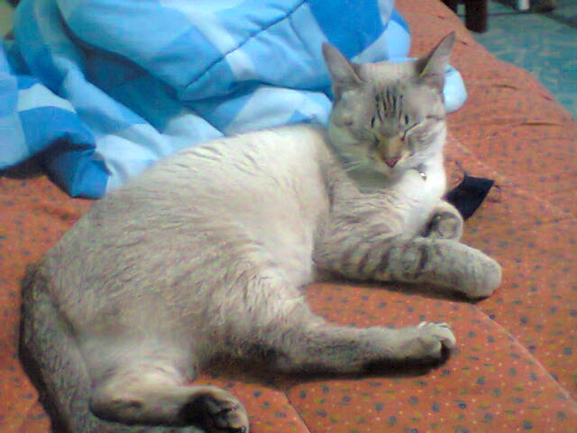 Nomi Di Gatti 1000 Nomi Per Chiamare Il Tuo Gatto