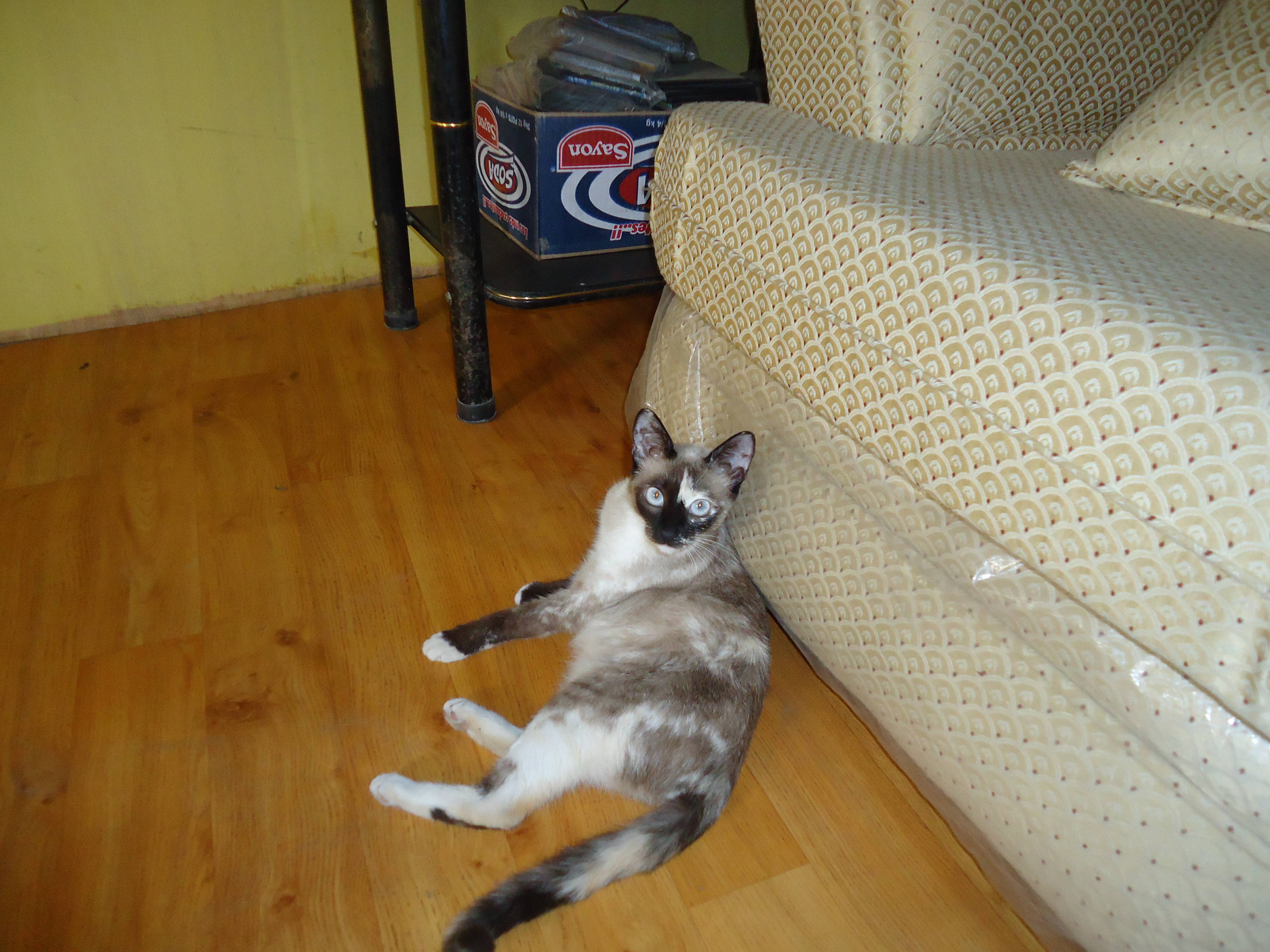 Nomi Di Gatti 1000 Nomi Per Chiamare Il Tuo Gatto