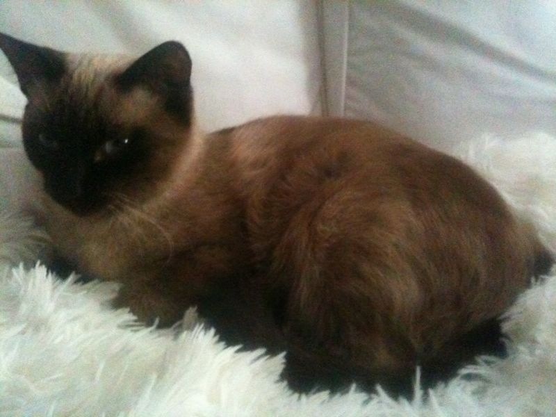 Nomi Di Gatti 1000 Nomi Per Chiamare Il Tuo Gatto