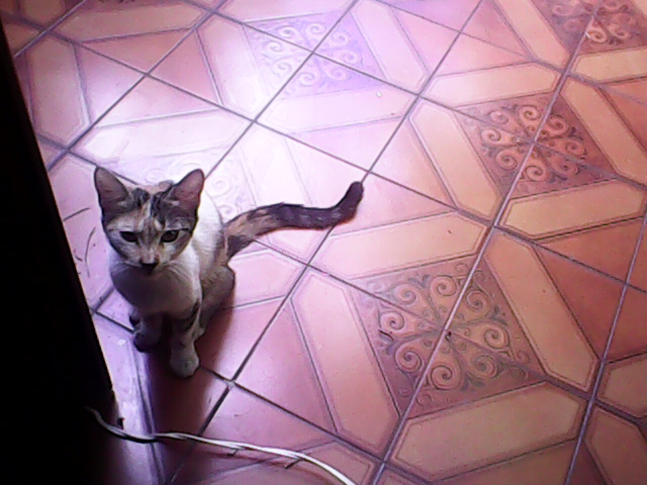 Nomi Di Gatti 1000 Nomi Per Chiamare Il Tuo Gatto