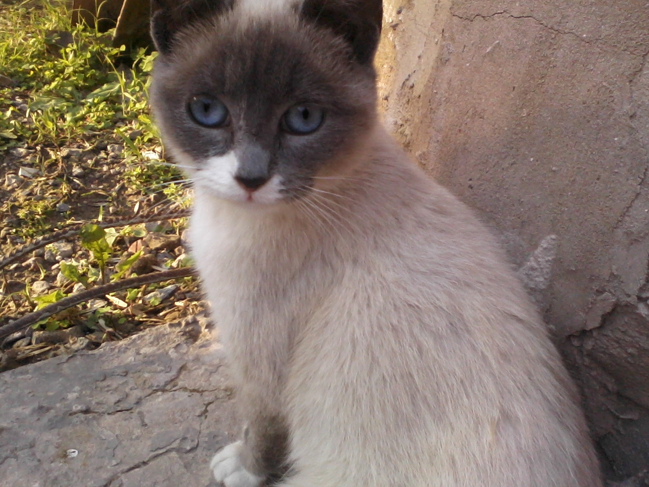 Nomi Di Gatti 1000 Nomi Per Chiamare Il Tuo Gatto